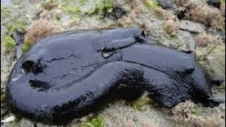 The Black Sea Hare scientific name Aplysia vaccariaUnbelievable creature [upl. by Leak]