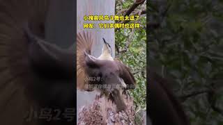 Victorias riflebirds trying to impress each other with their mating dances [upl. by Everett]