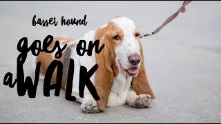 Walking a Stubborn Basset Hound [upl. by Elmina623]