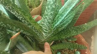 Gasteria plant carerare succullent [upl. by Burkley]