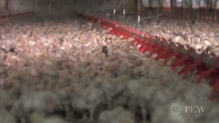 The Rise of IndustrialScale Chicken Production  Pew [upl. by Anoed]