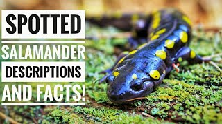 Spotted salamander  Description and Facts [upl. by Leveridge]