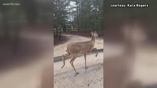 CWD found at Montcalm County deer farm [upl. by Birck]