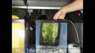 Santa Monica Filtration HOG13 Upflow Algae Scrubber  From Box to Green in 3 Cleanings [upl. by Ardehs]