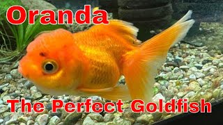 A Beginners Guide To Oranda Goldfish Care [upl. by Llener210]