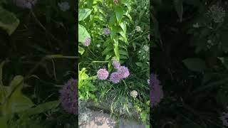 Beautiful gardens of cloisters met nyc nature flowers [upl. by Roselani630]