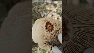 Все грибы червивые груздитихаяохотаприрода грибнойсезон mushroom forestnature [upl. by Rame]