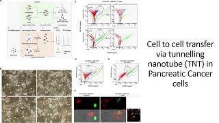 Intracellular transfer between Macrophages and Pancreatic Cancer cells Code 643 [upl. by Enovaj756]