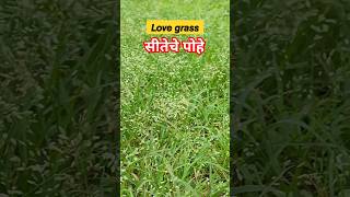 𝙇𝙤𝙫𝙚𝙜𝙧𝙖𝙨𝙨 सीतेचे पोहे shorts short grass forest nature botanylove botanyworld biology sita [upl. by Esemaj]