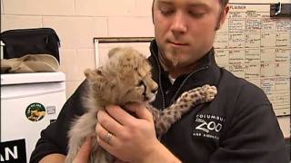 TOOCUTE VIDEO Baby Cheetahs [upl. by Sissy]