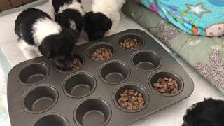 Wire Fox Terriers First Puppy Food [upl. by Tychon]