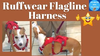 Ruffwear Flagline Review Best Harness Italian Greyhound and Sighthounds [upl. by Lambart]