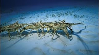 I bet YOUVE NEVER Heard of This RARE Lobster Migration Catch Clean Cook Spiny Lobster Bisque [upl. by Tenner582]