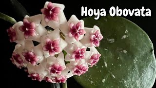 Hoya Obovata First Bloom And Care [upl. by Adalia]