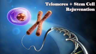 ❋ Stem Cell and Telomeres Rejuvenation  Eternal Youth  Healthy Body  Gentle Rain Sounds [upl. by Groome]