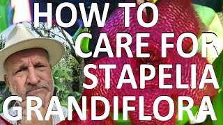 How to Care for Stapelia grandiflora  Carron Plant Starfish Flower Giant Toad Plant [upl. by Gibert]