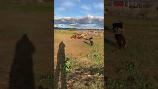 September Working Dog Auction quotAlicequot [upl. by Alameda]