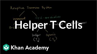 Helper T cells  Immune system physiology  NCLEXRN  Khan Academy [upl. by Lellih]