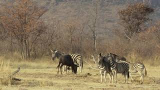 The Marataba Safari Lodge Experience [upl. by Ynohtn]