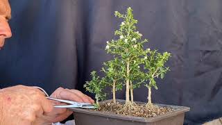 Serissa Foetida AKA Snow Rose Bonsai Forest BoneDry Bonsai [upl. by Valerlan861]