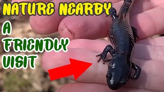 Nature Nearby Visit from a BlueSpotted Salamander [upl. by Leon]