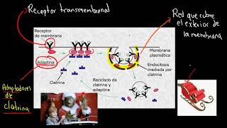 TEMA 106 Orgánulos que participan en síntesis degradación de macromoléculas [upl. by Ikkela]