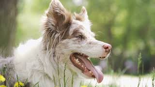 What Is Reverse Sneezing In Dogs [upl. by Nivle]