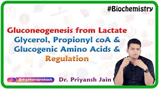 Gluconeogenesis from lactate glycerol propionyl coA and glucogenic amino acids and Regulation [upl. by Aileno]