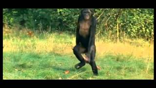 Bonobo walking upright [upl. by Norted125]