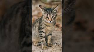 Gray tabby cat therian therianthropy [upl. by Ysdnil686]