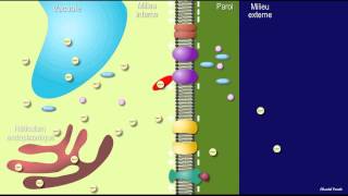 Fermeture des stomates  acide abscissique ABA [upl. by Budwig]