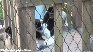 Philadelphia Zoo Colobus Monkeys With Bouncy Baby [upl. by Daegal]