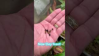 Watch Nepenthes Truncata Eat Live Insects shorts [upl. by Slosberg767]