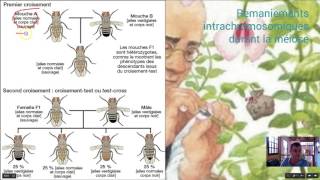 Crossing over ou remaniements intrachromosomiques [upl. by Pearse]