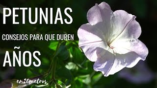 Cómo CUIDAR LAS PETUNIAS para que duren AÑOS  Te salen GRATIS [upl. by Nysila]