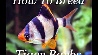 How To Breed Tiger Barbs [upl. by Denice307]