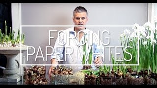 Forcing Paper Whites a Howto Video with Glenwood Weber [upl. by Grubb]