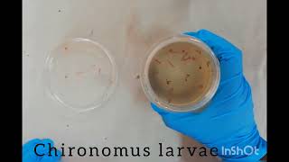 Cytogenetics Polytene chromosomes [upl. by Harrod]