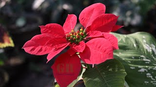 Grow Poinsettia  How to Propagate Poinsettia from Cuttings with Update [upl. by Hadihsar799]