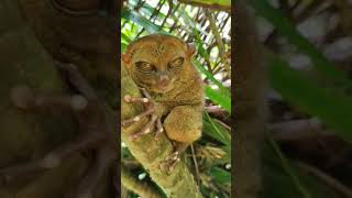 Tarsier in Bohol [upl. by Isadore]