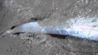 Oarfish Encounter Sea of Cortez [upl. by Trebmal168]