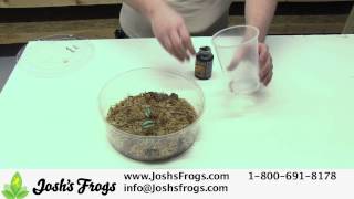 How to Feed Dart Frog Froglets [upl. by Ymor421]