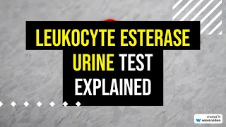 Leukocyte Esterase Urine Test explained [upl. by Syd]