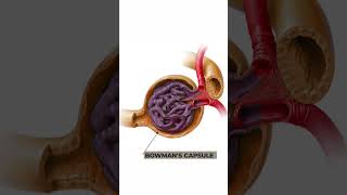 Structure and Function of Nephron Anatomy and physiology of Nephron 3danimation nephronstructure [upl. by Darbee]