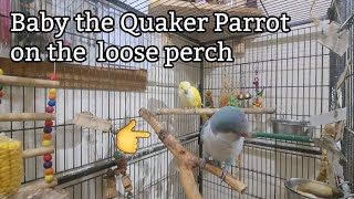 Quaker Parrot Talking  Parrot Speaking 🦜 [upl. by Rolo]