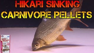 Tinfoil Barb Eating Hikari Pellets [upl. by Schnabel]