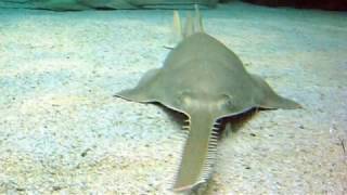 South Florida Fisherman Reels In and Releases An Endangered 500Pound Sawfish [upl. by Etteb684]