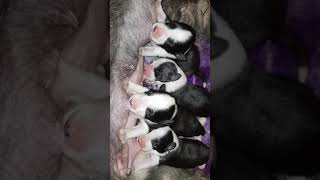 Bearded Collie puppies  5 days old [upl. by Imef883]