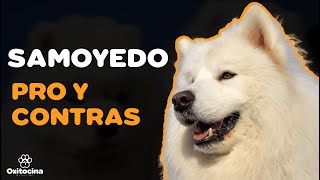 Ventajas y desventajas de tener un samoyedo [upl. by Natsyrk]