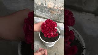 Techniques for growing Celosia cristata L [upl. by Sussi]